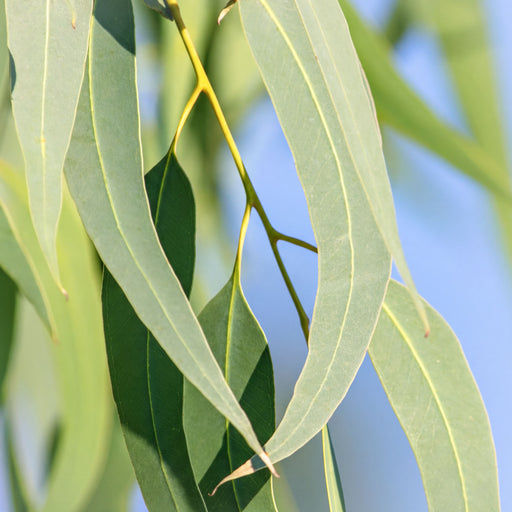 Jurlique Eucalyptus Pure Essential Oil Jurlique