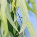Jurlique Eucalyptus Pure Essential Oil Jurlique