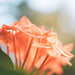 Geranium Pure Essential Oil XDaySale