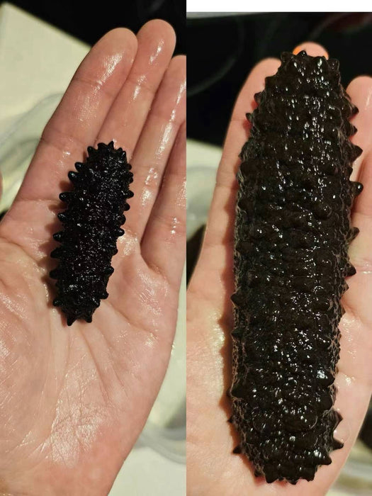 European Premium Black Sea Cucumber (Spikes) S 140~160pcs/kg--500G