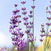 Jurlique Lavender Hydrating Mist Jurlique
