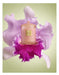 A pink candle with a gold logo is surrounded by a large purple orchid flower against a green background.