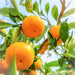 Orange Pure Essential Oil XDaySale