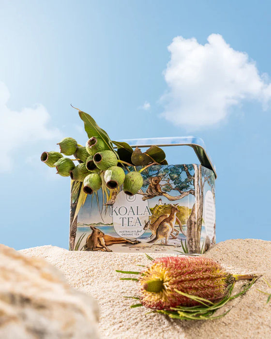Koala Tea Koala Gift Tin Beach