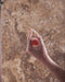 Herbs of Gold Selenium 150 MAX Herbs of gold