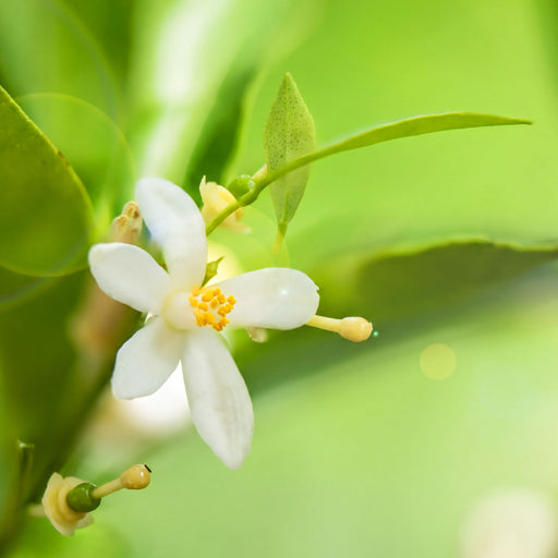 Neroli Pure Essential Oil Diluted XDaySale
