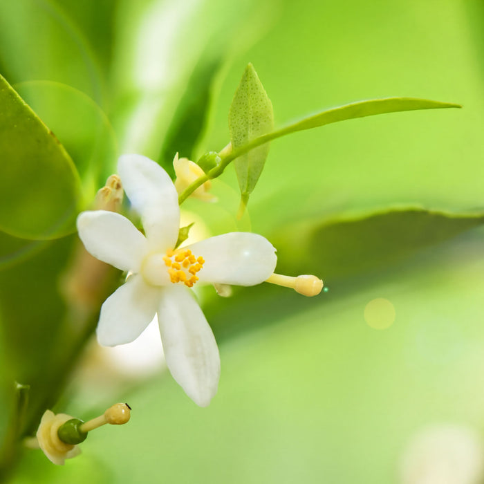 Neroli Pure Essential Oil Diluted XDaySale