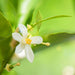 Neroli Pure Essential Oil Diluted XDaySale