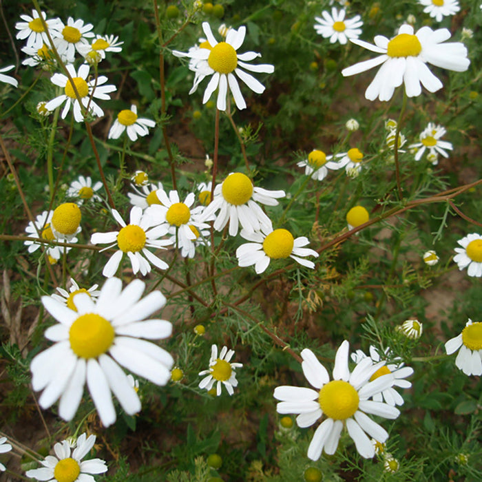 Perfect Potion Chamomile, German Pure Essential Oil 2.5mL