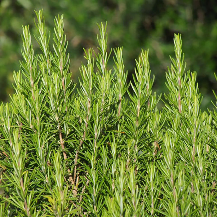 Perfect Potion Rosemary Oil 10mL