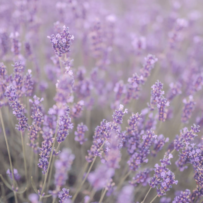 Perfect Potion Lavender Pure Essential Oil 10mL