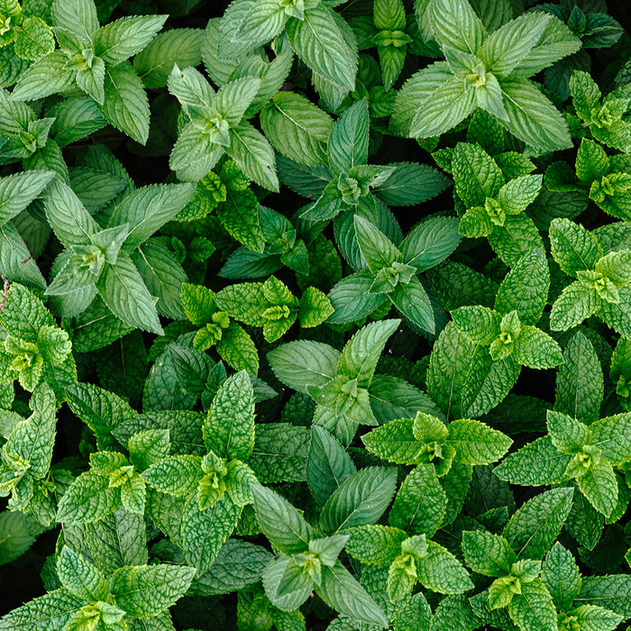 Perfect Potion Peppermint Pure Essential Oil 10mL